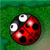HungrybugsTh