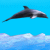 DolphinSte