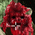 Ewoksibpg